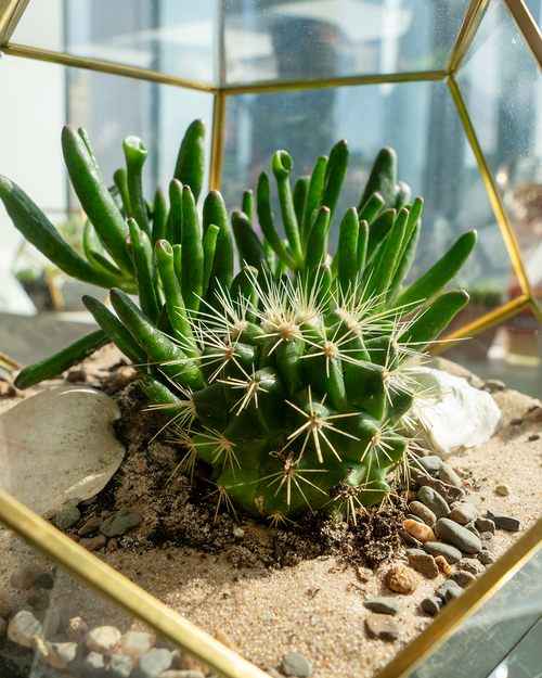 10 inch geometric glass terrarium with succulents, cactus, sand layers, and preserved moss, handmade in NYC, modern indoor plant decor for apartments and gifting
