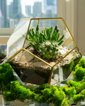 10 inch geometric glass terrarium with succulents, cactus, sand layers, and preserved moss, handmade in NYC, modern indoor plant decor for apartments and gifting