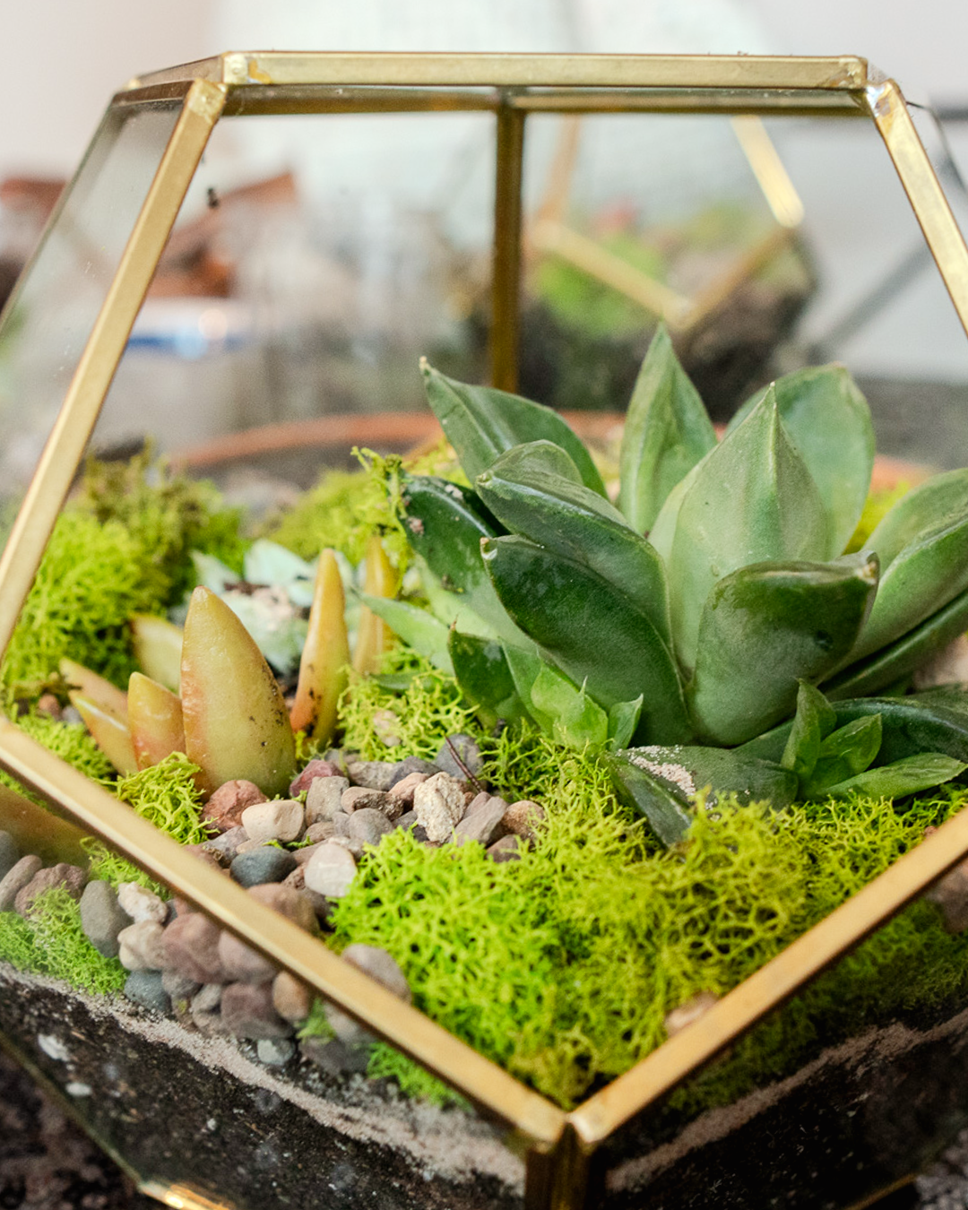 6-inch geometric glass terrarium with succulents, moss, and layered soil, handmade indoor plant decor for home styling, gifting, and NYC delivery