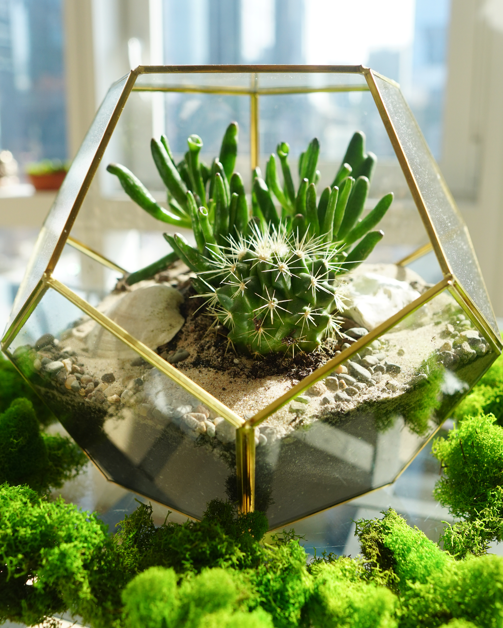 close-up of 10-inch DIY terrarium kit with geometric glass container, cactus and succulents, layered sand, soil, and moss, build-your-own plant kit for home decor, gifting, and NYC delivery