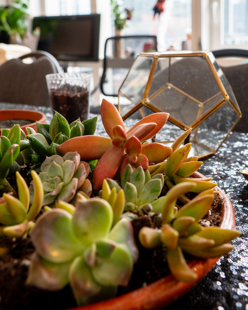 close-up of 6-inch DIY terrarium kit with assorted succulents, soil, and planting materials, build-your-own succulent garden for home decor, gifting, and NYC delivery