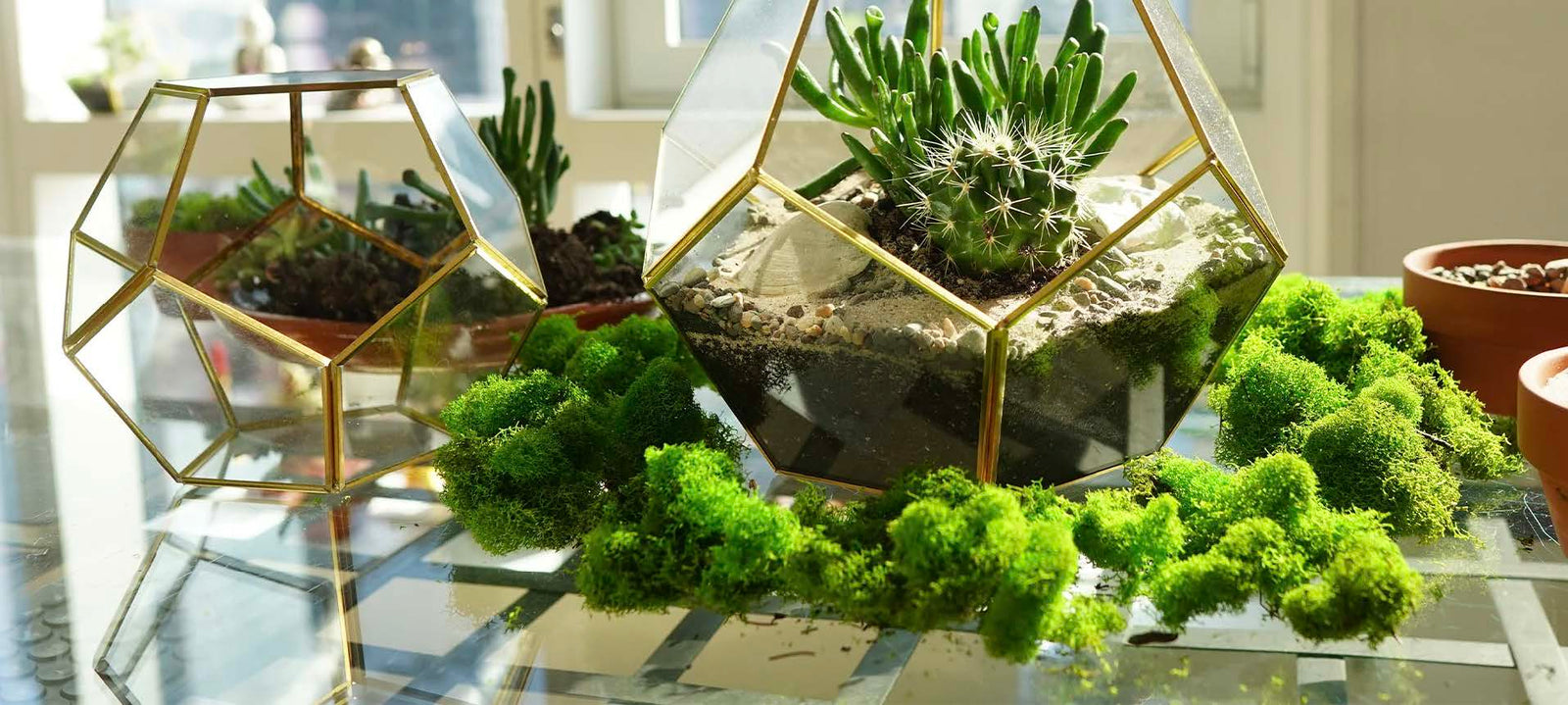 Signature geometric terrariums and moss on a workshop table