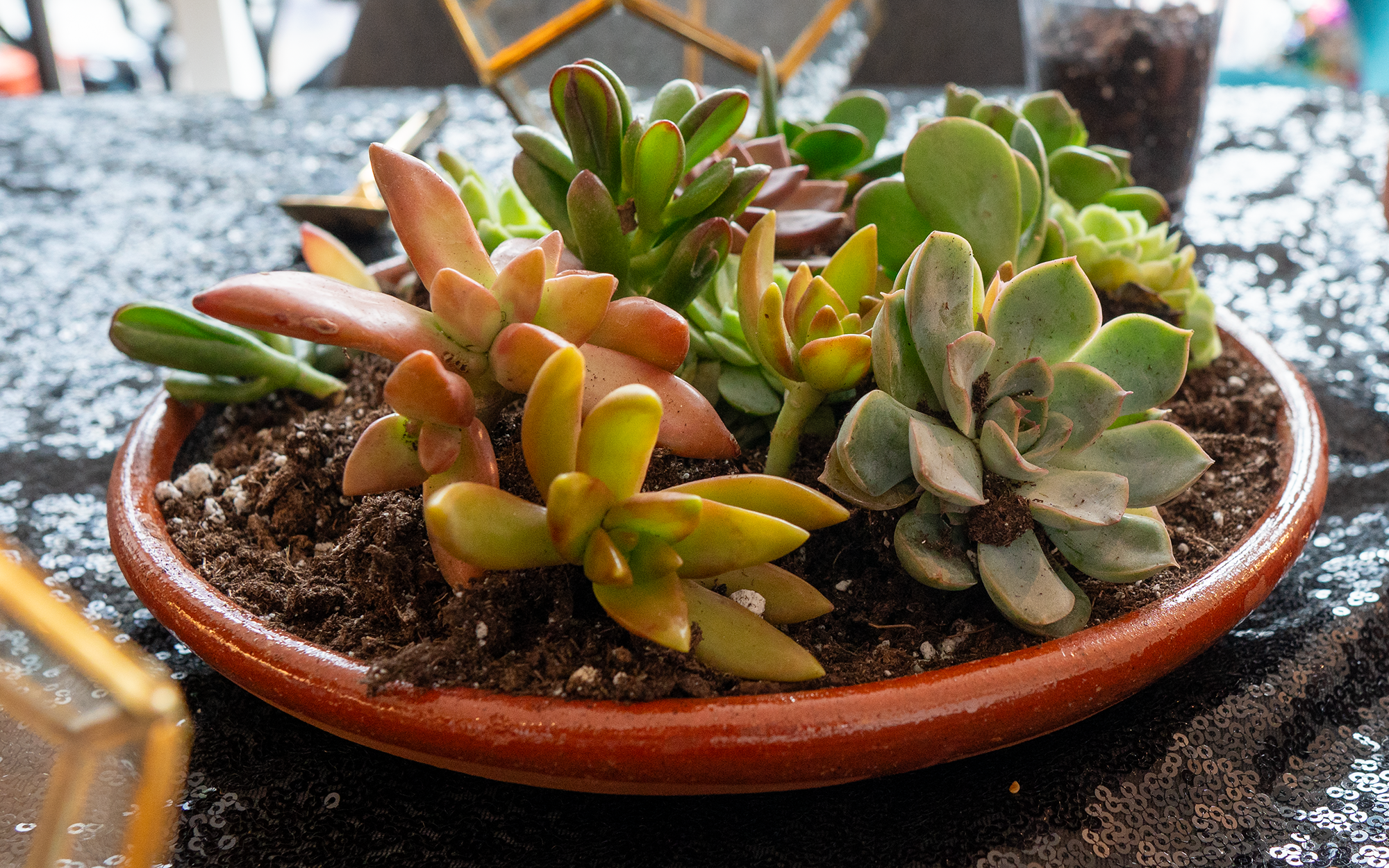 Close-up of succulent planting materials at a KXKO.CO workshop